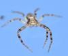 Philodromus sp.